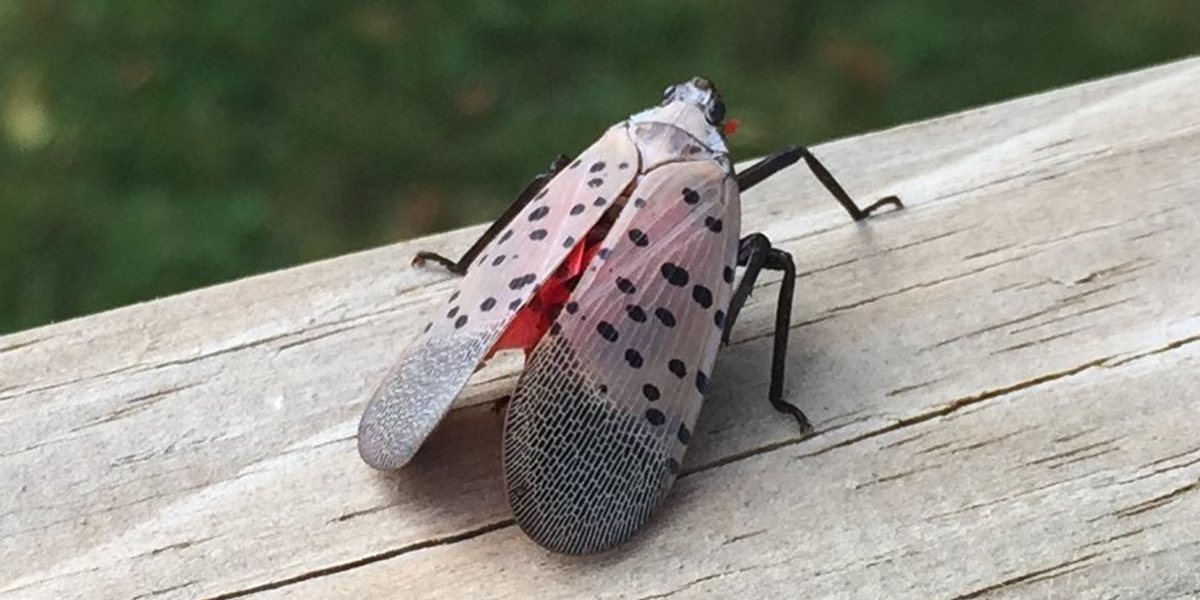 white bug with black spots and red under wings